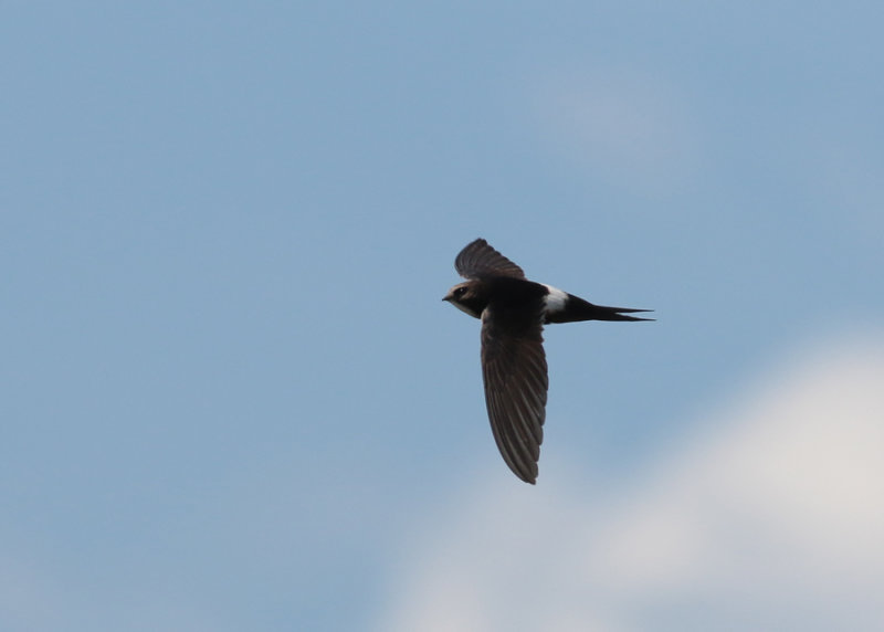 White-rumped Swift (Apus caffer) - vitgumpseglare