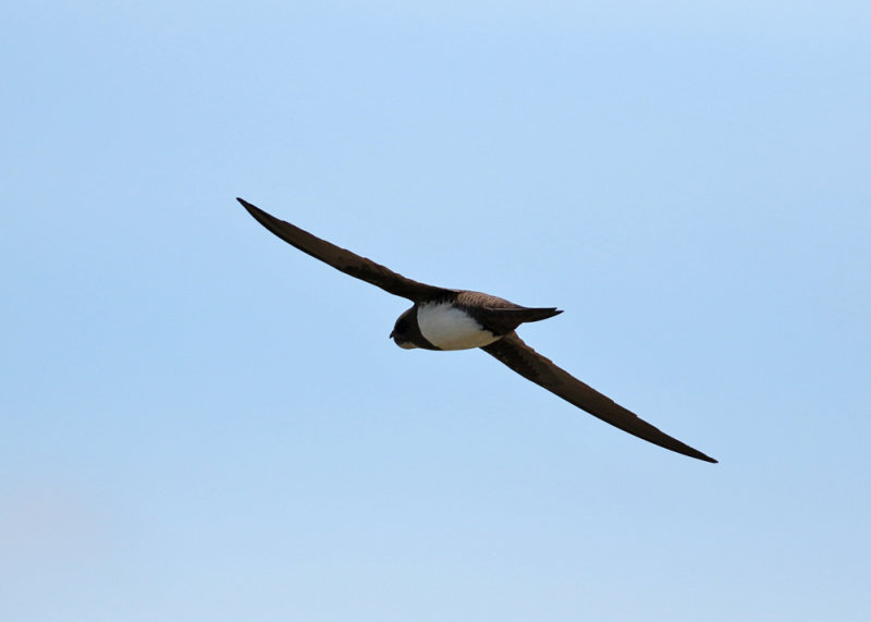 Alpine Swift (Apus melba) - alpseglare