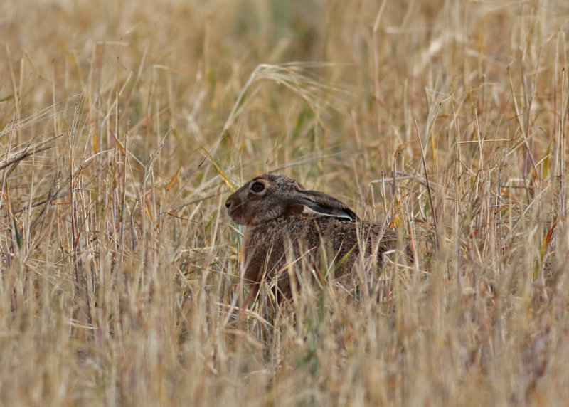 European Hare (Lepus europaeus) - flthare