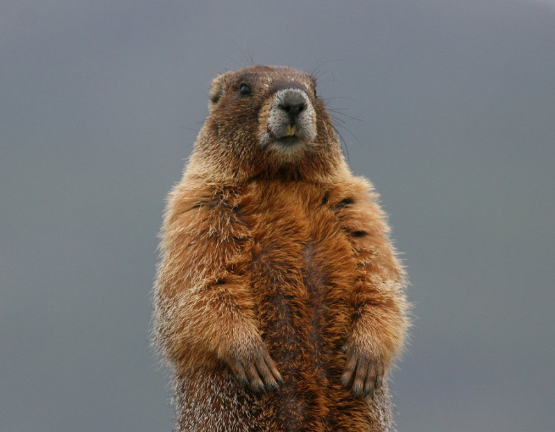 Yellow-bellied marmot (Marmota flaviventris) - gulbukigt murmuldjur