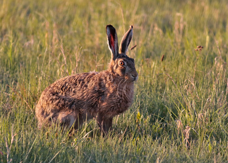 European Hare (Lepus europaeus) - flthare