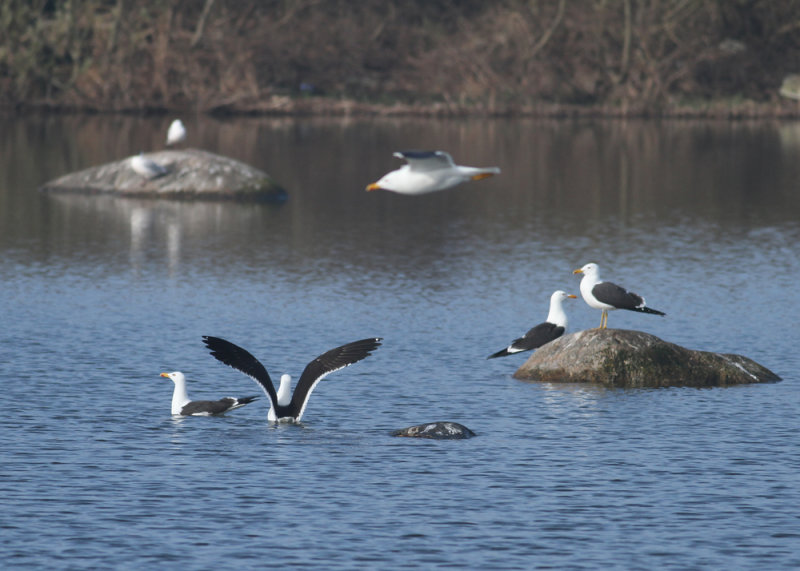 Lesser Black-backed Gull - Baltic Gull (Larus f. fuscus) - Silltrut