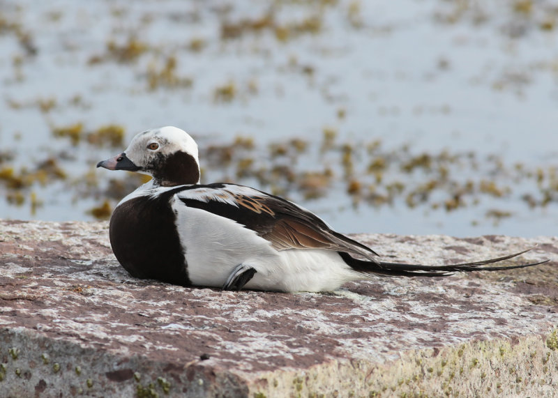 Long-tailed Duck (Clangula hyemalis) - alfgel