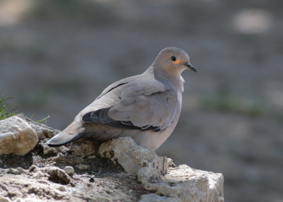Black-winged Ground Dove ( Metriopelia melanoptera)
