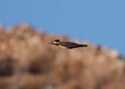 Golden-breasted Woodpecker (Colaptes melanolaimus)