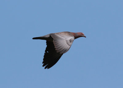 Picazuro Pigeon (Patagioenas picazuro)
