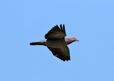 Picazuro Pigeon (Patagioenas picazuro)