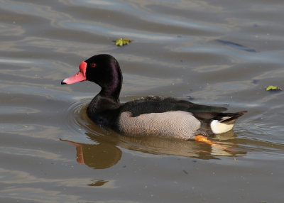 Rosy-billed Pochard (Netta peposaca)