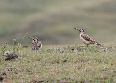 Southern Andean Flicker (Colaptes rupicola)