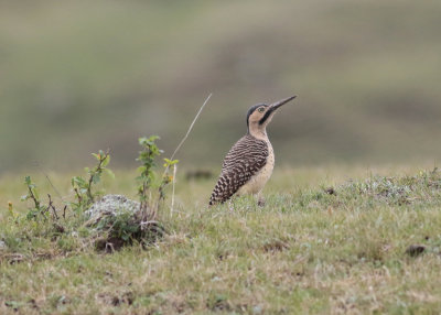 Southern Andean Flicker (Colaptes rupicola)