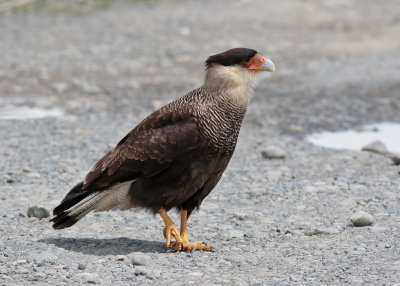 Southern Caracara (Caracara plancus)