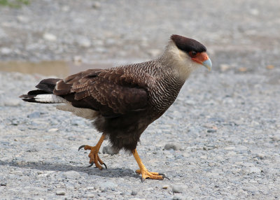 Southern Caracara (Caracara plancus)