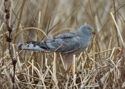 Cinereous Harrier (Circus cinereus)