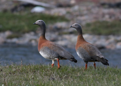 Ashy-headed Goose ( Chloephaga poliocephala)