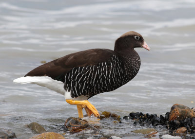 Kelp Goose (Chloephaga hybrida)