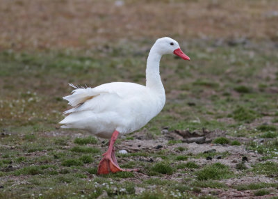 Cococoroba Swan (Coscoroba coscoroba)