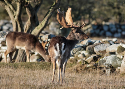 Fallow Deer (Dama dama) - dovhjort