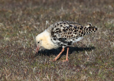 Ruff (Philomachus pugnax) - brushane