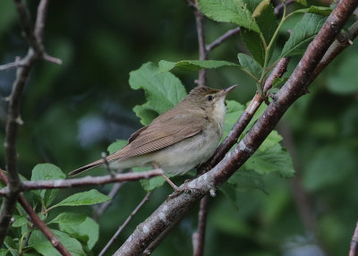 Blyth's Reed Warbler (Acrocephalus dumetorum) - busksångare