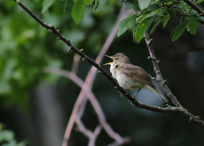 Blyth's Reed Warbler (Acrocephalus dumetorum) - busksångare