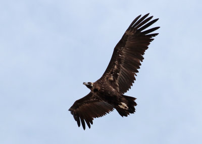 Eurasian Black Vulture (Aegypius monachus) - grgam
