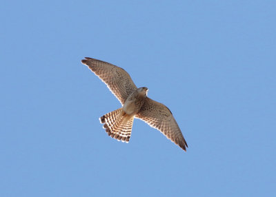 Lesser Kestrel (Falco naumanni) - rdfalk