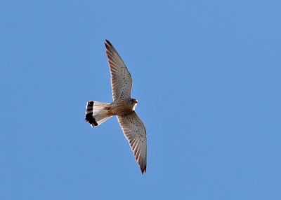 Lesser Kestrel (Falco naumanni) - rödfalk