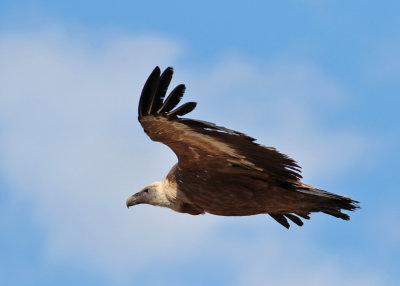 Eurasian Griffon Vulture (Gyps fulvus) - gsgam