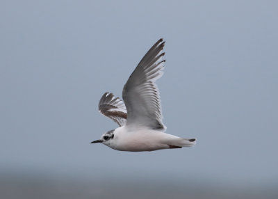 Little Gull (Hydrocoloeus minutus) - dvärgmås