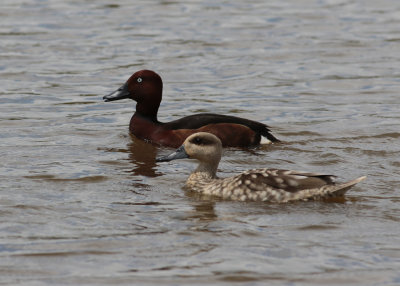 Marbled Duck (Marmaronetta angustirostris) - marmorand with Ferroginous Duck (Aythya nyroca) - vitgd dykand