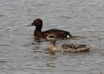 Marbled Duck (Marmaronetta angustirostris) - marmorand with Ferroginous Duck (Aythya nyroca) - vitgd dykand