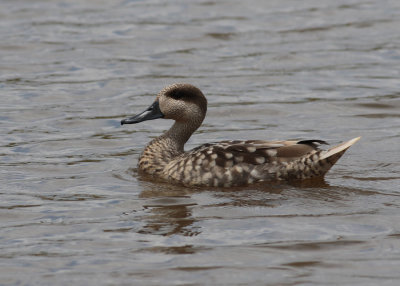 Marbled Duck (Marmaronetta angustirostris) - marmorand