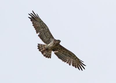Short-toed Eagle (Circaetus gallicus) - ormörn