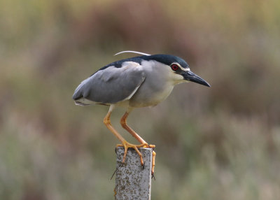 Black-Crowned Night Heron (Nycticorax nycticorax)