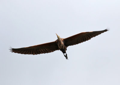 Purple Heron (Ardea purpurea) - purpurhger