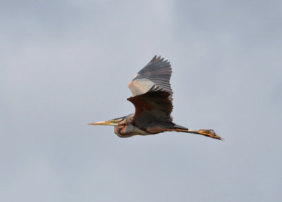 Purple Heron (Ardea purpurea) - purpurhger