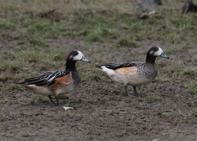 Chiloe Wigeon (Anas sibilatrix) - chilensk bläsand