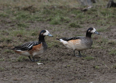 Chiloe Wigeon (Anas sibilatrix) - chilensk blsand