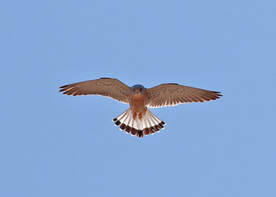 Lesser Kestrel (Falco naumanni) - rdfalk