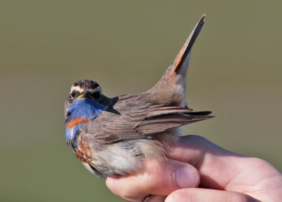 Bluethroat (Luscinia s. svecica) - blåhake