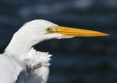 Great Egret (Ardea alba) - gretthger