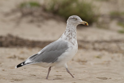 American Herring Gull (Larus smithsonianus)