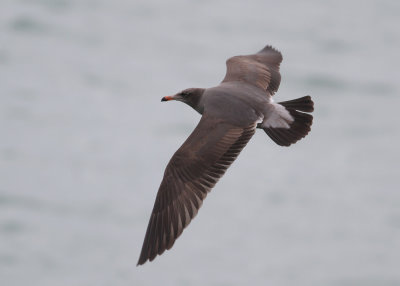 Heermann's Gull (Larus heermanni) - vithuvad ms