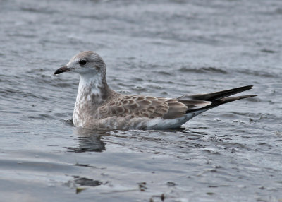 Common Gull (Larus canus) - fiskms