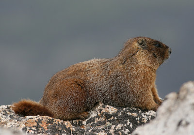 Yellow-bellied marmot (Marmota flaviventris) - gulbukigt murmuldjur
