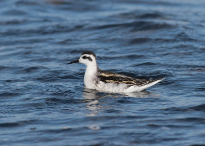 Red-necked Phalarope (Phalaropus lobatus) - smalnäbbad simsnäppa