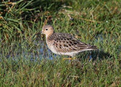 Buff-breasted Sandpiper (Tryngites subruficollis) - prrielpare