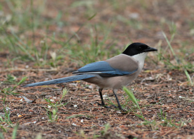 Azure-winged Magpie (Cyanopica cyanus) - blåskata