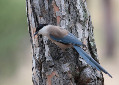 Azure-winged Magpie (Cyanopica cyanus) - blåskata