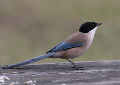 Azure-winged Magpie (Cyanopica cyanus) - blåskata